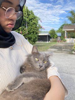 Muffin - Nebelung Cat