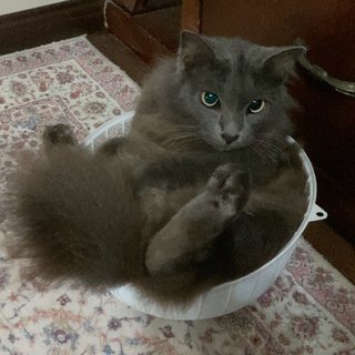 Muffin - Nebelung Cat