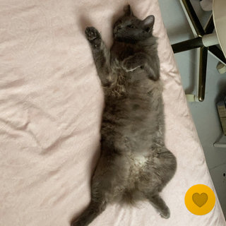 Muffin - Nebelung Cat