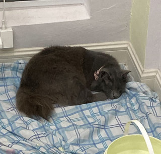 Muffin - Nebelung Cat