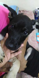 Gabyy - Mixed Breed Dog