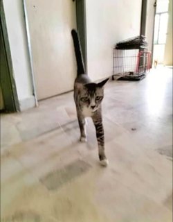 Joven 1 - Domestic Short Hair Cat