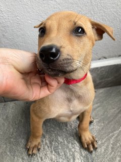 Mochi ( Hazel Eyes Soft Fur Manja) - Mixed Breed Dog