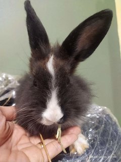 Johnny And Its Family  - Bunny Rabbit + Lionhead Rabbit