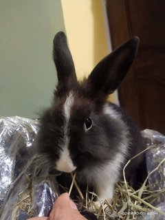 Johnny And Its Family  - Bunny Rabbit + Lionhead Rabbit