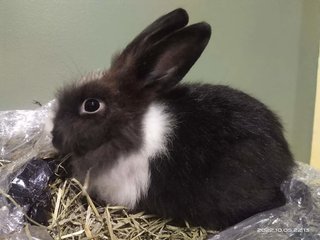 Johnny And Its Family  - Bunny Rabbit + Lionhead Rabbit