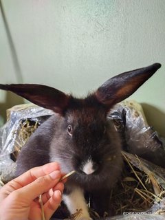 Johnny And Its Family  - Bunny Rabbit + Lionhead Rabbit