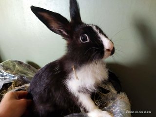 Johnny And Its Family  - Bunny Rabbit + Lionhead Rabbit