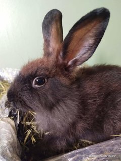 Johnny And Its Family  - Bunny Rabbit + Lionhead Rabbit