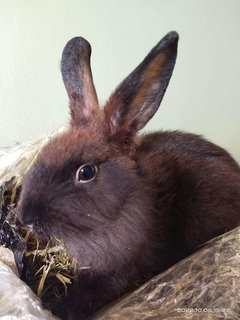 Johnny And Its Family  - Bunny Rabbit + Lionhead Rabbit