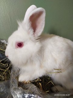 Johnny And Its Family  - Bunny Rabbit + Lionhead Rabbit