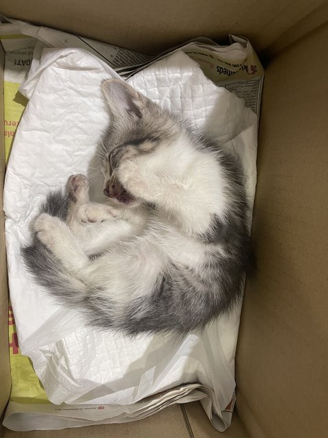 Gray  And White - Domestic Long Hair Cat