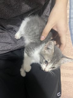 Gray  And White - Domestic Long Hair Cat