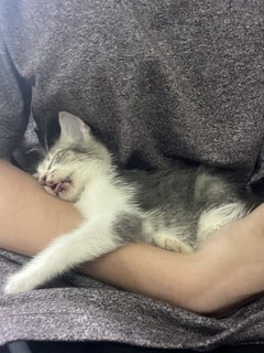 Gray  And White - Domestic Long Hair Cat