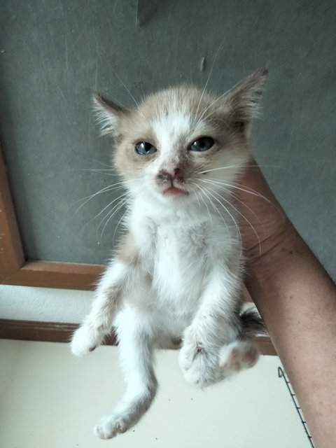 Toffee - Domestic Short Hair + Snowshoe Cat