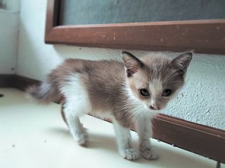 Toffee - Domestic Short Hair + Snowshoe Cat