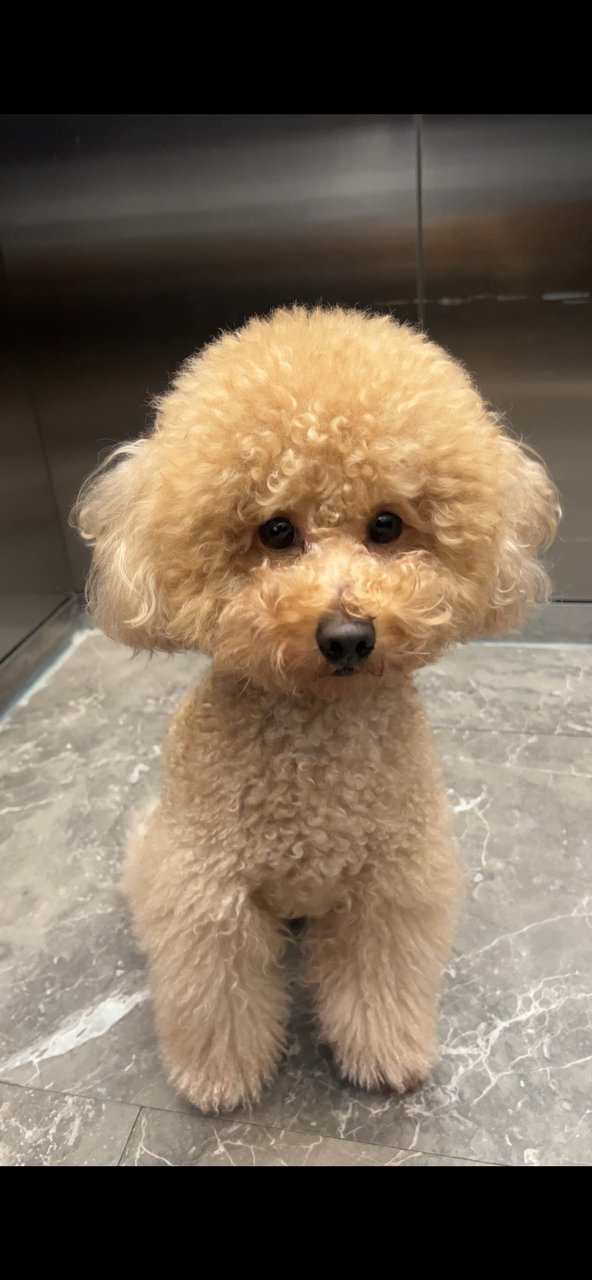 Woofie - Poodle Dog