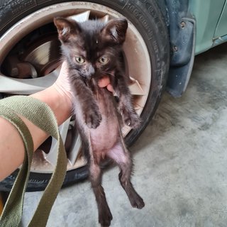 Cat - Domestic Long Hair Cat