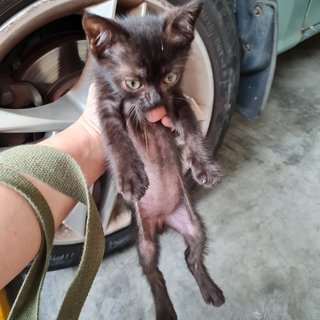 Cat - Domestic Long Hair Cat