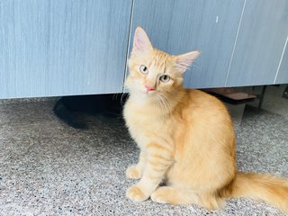 Jia Fei - Domestic Long Hair Cat