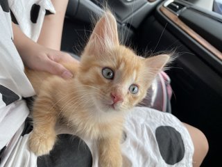 Jia Fei - Domestic Long Hair Cat