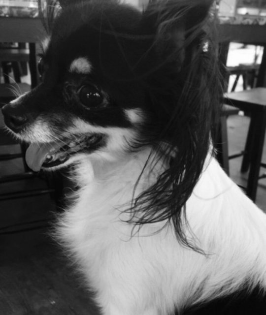 Julie - Chihuahua + Papillon Dog