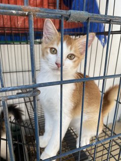 Oyen &amp; Juju  - Domestic Short Hair Cat