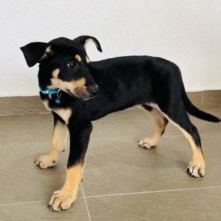 Joel &amp; Zoey - Australian Kelpie Mix Dog