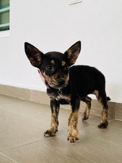 Joel &amp; Zoey - Australian Kelpie Mix Dog