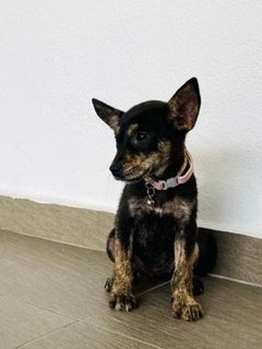 Joel &amp; Zoey - Australian Kelpie Mix Dog