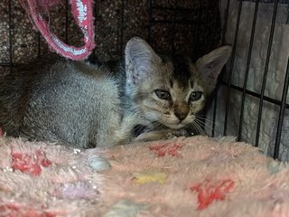 Baby - Domestic Short Hair Cat