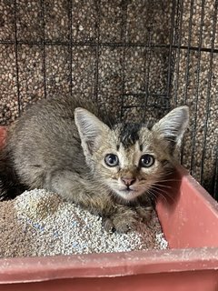 Baby - Domestic Short Hair Cat