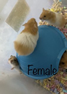 Hamster  - Syrian / Golden Hamster Hamster