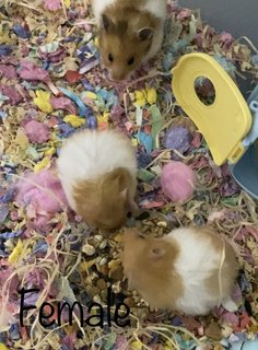 Hamster  - Syrian / Golden Hamster Hamster