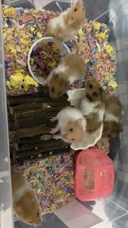 Hamster  - Syrian / Golden Hamster Hamster