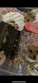 Hamster  - Syrian / Golden Hamster Hamster