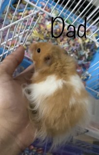 Hamster  - Syrian / Golden Hamster Hamster