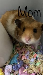 Hamster  - Syrian / Golden Hamster Hamster