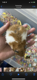 Hamster  - Syrian / Golden Hamster Hamster