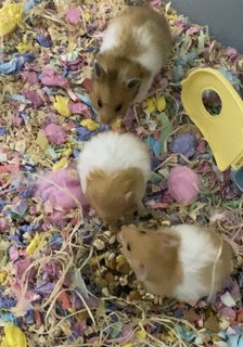 Hamster  - Syrian / Golden Hamster Hamster