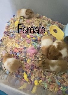 Hamster  - Syrian / Golden Hamster Hamster