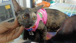 Calico Gal with a pink vest, at 3 mths of age