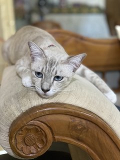 Yoda Blue - Domestic Short Hair Cat