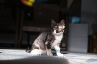 Oreo - Tabby Cat