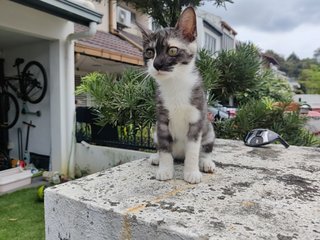 Oreo - Tabby Cat