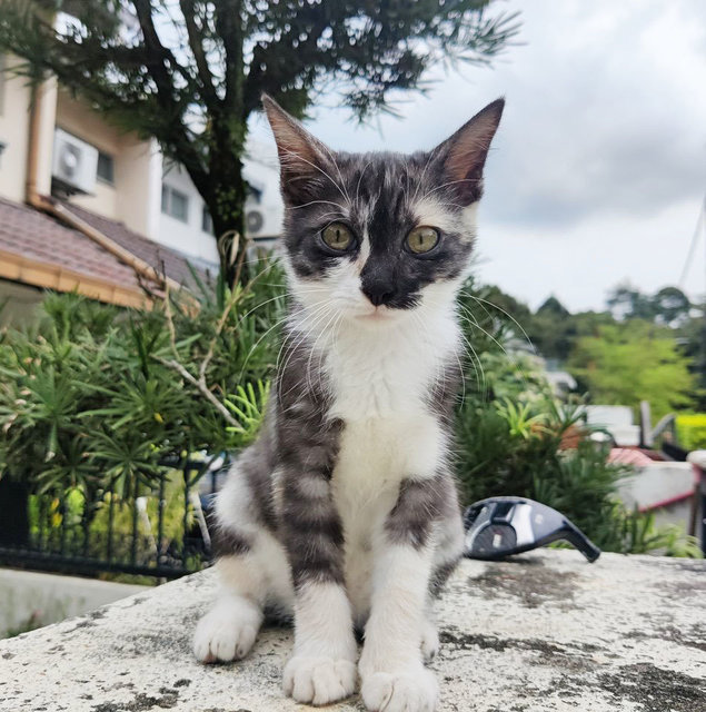 Oreo - Tabby Cat