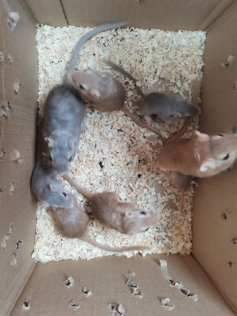 Mongolian Gerbil  - Gerbil Small & Furry