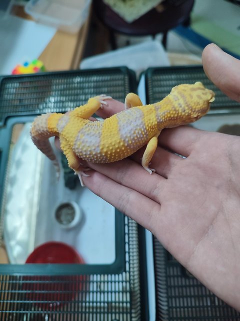 Tangerine Tremper Gecko - Gecko Reptile