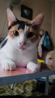 Oyen - Calico + Domestic Short Hair Cat