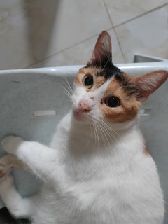 Oyen - Calico + Domestic Short Hair Cat